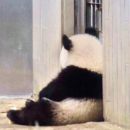 不好意思，让公主受精