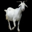 white goat