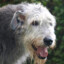 Irishwolfhound