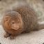 Mongoose