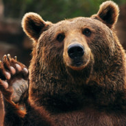 DoбPbIu_MuШka ʕ •ᴥ•ʔ