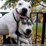 队长是我，别开枪