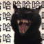 给哥
