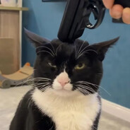 猫酒 avatar