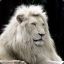 White Lion