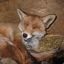 FOX VANGUARD