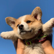 爱喝菊花茶的喵