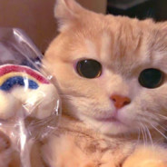 落满樱花的商店