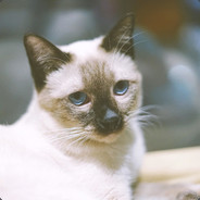 小碗鸡汤不加香菜