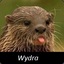 wydra