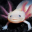 Axolotl_Amphibian