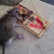 dead rat