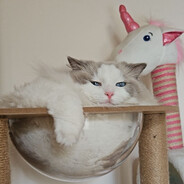 星露谷村长保护协会