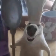 soyouwillbelikethem,