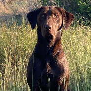 -Duke-