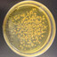 Appalachian Stomach Virus