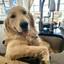 Dog.