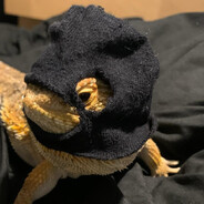 Агент Даниил