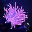 SEEANEMONE