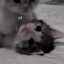 kitya