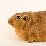 Common Gundi
