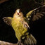 crazy bird