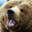 Odyssey The Bear