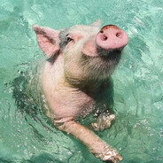 Пивной_Свин