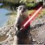 Darth Otter