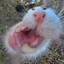 Wuf