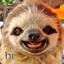 YeahmanSloth