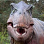 Trexasorus