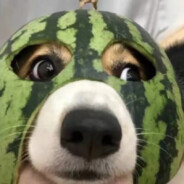 国家一级磨洋工