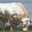 Beefy
