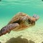 SeaTurtle