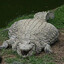 SirDumbbell