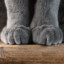 CatFeet