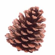 EL Rey De Granadieros Szyszunia