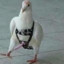 fat_pigeon