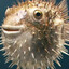 [fish]FuGu