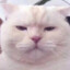 猫大咪Zaq