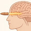 brain 🧠 bullet