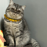 大帝暴龙霹雳战神