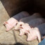 White pig