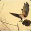 Kestral