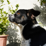 偷了桃子一包华子