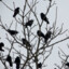 A Suspicious Amount of Crows