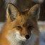 Red Fox