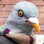 LootPigeon