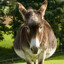 fat donkey